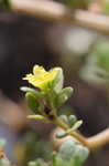 Little hogweed